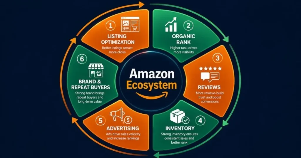 Amazon ecosystem flywheel showing listing optimization, organic rank, reviews, inventory, advertising and brand growth